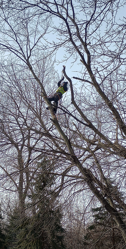 mancini tree service