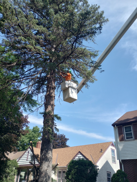 mancini tree service