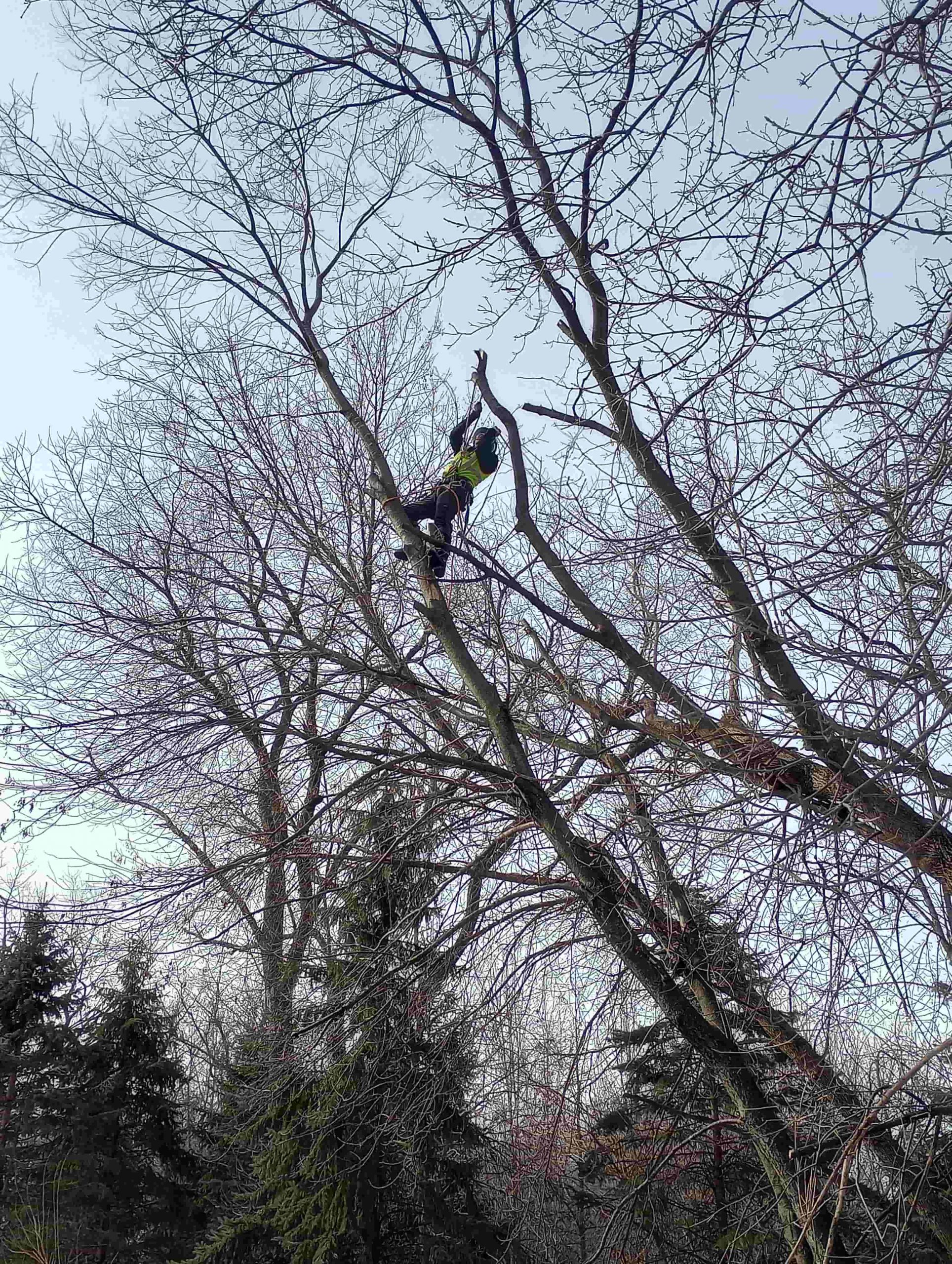 Mancini Tree Service