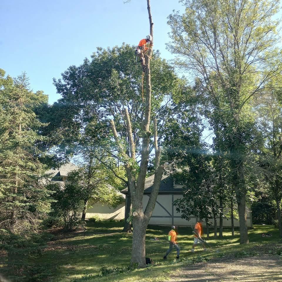 Mancini Tree Service